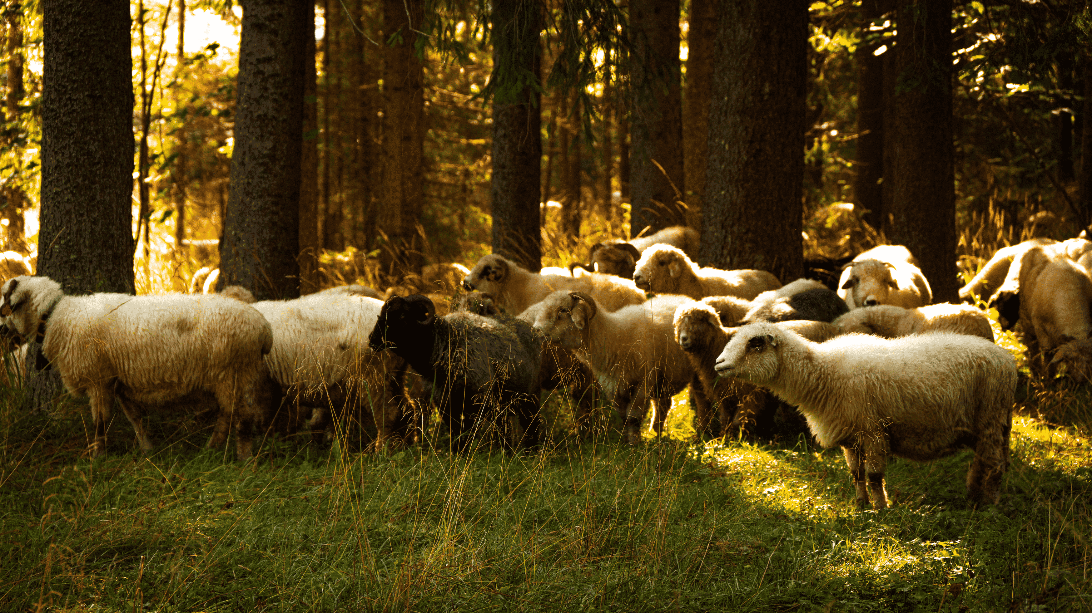 /images/assertiveness/sheep.png /images/assertiveness/sheep.png